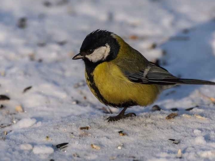 vogels bijvoeren in de winter