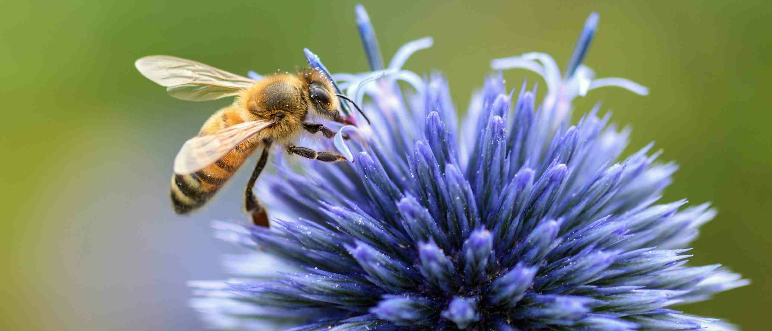 Waar zijn bijen goed voor