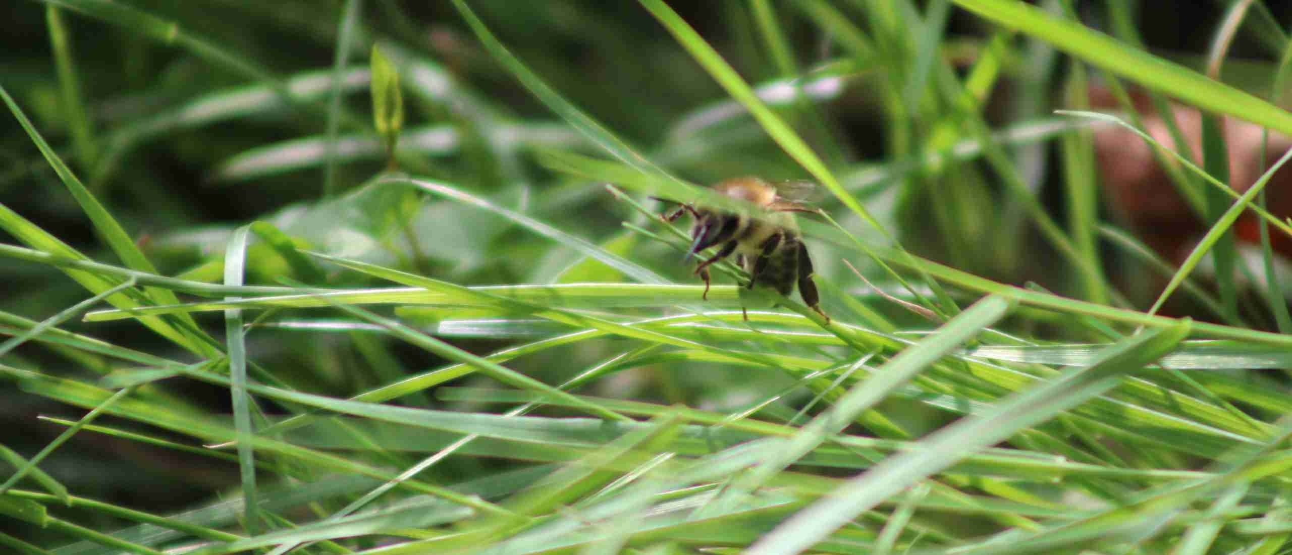 Waarom sterven bijen uit | Oorzaken en oplossingen