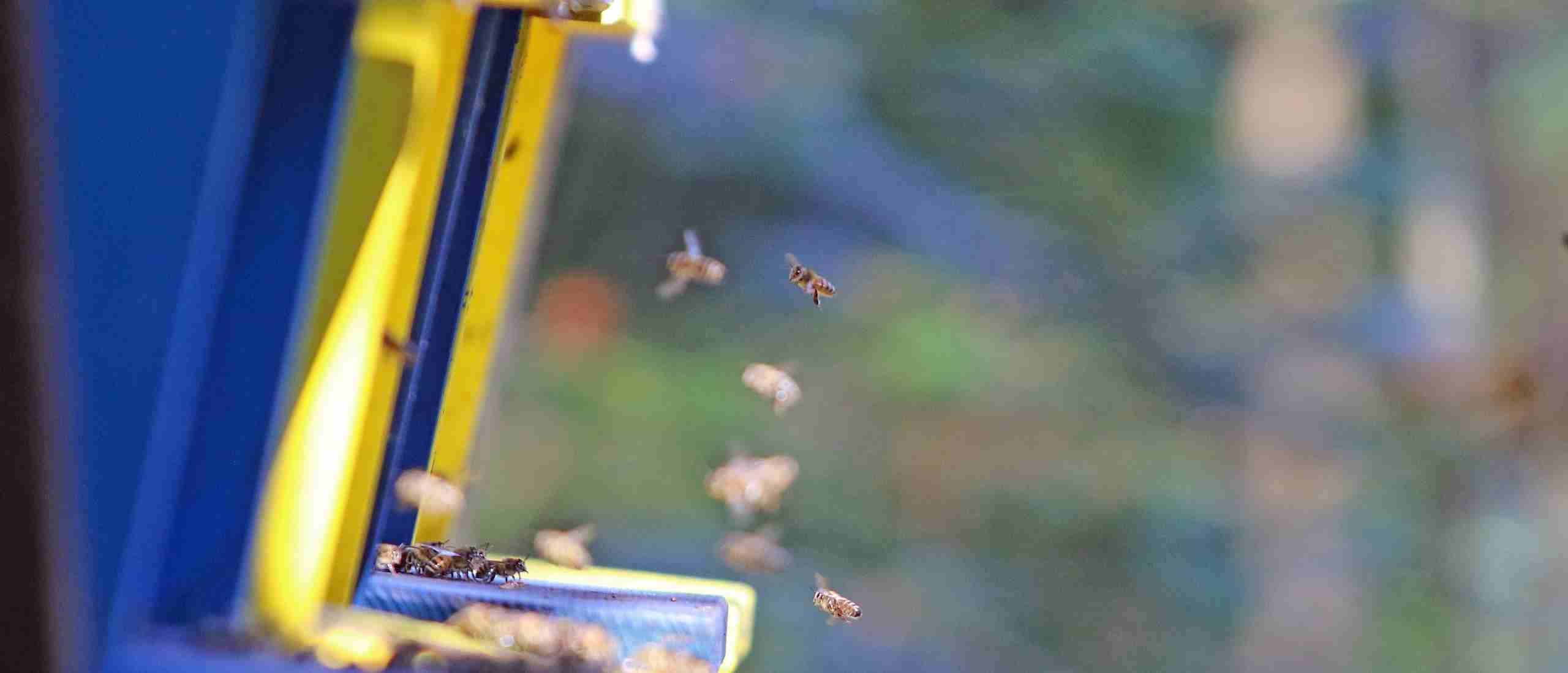 waarom zoemen bijen