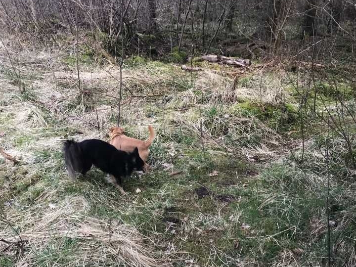wild spotten in zweden