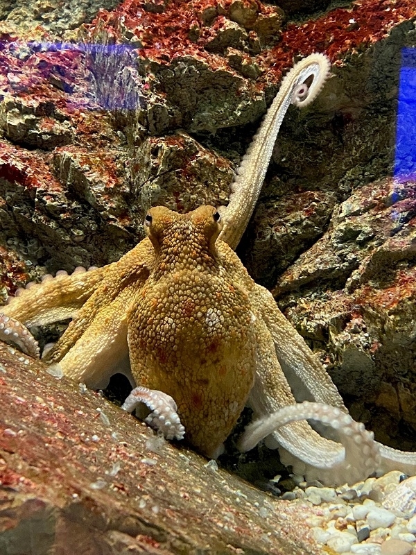 Octopus Vulgaris