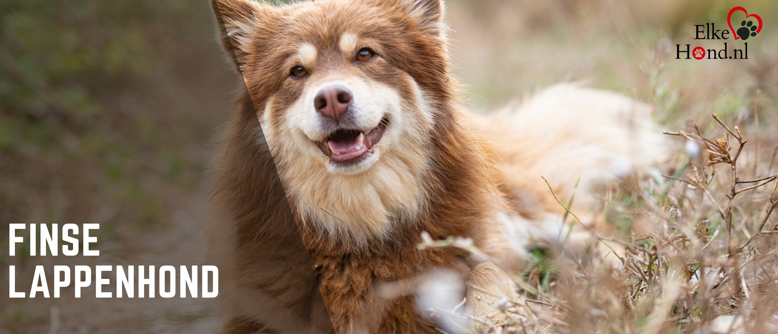 De Finse Lappenhond: Een veelzijdig en charmant hondenras
