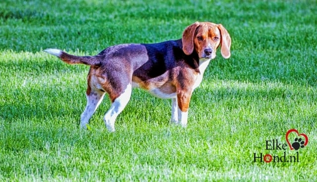 Een volwassen Beagle is een dubbele hond.