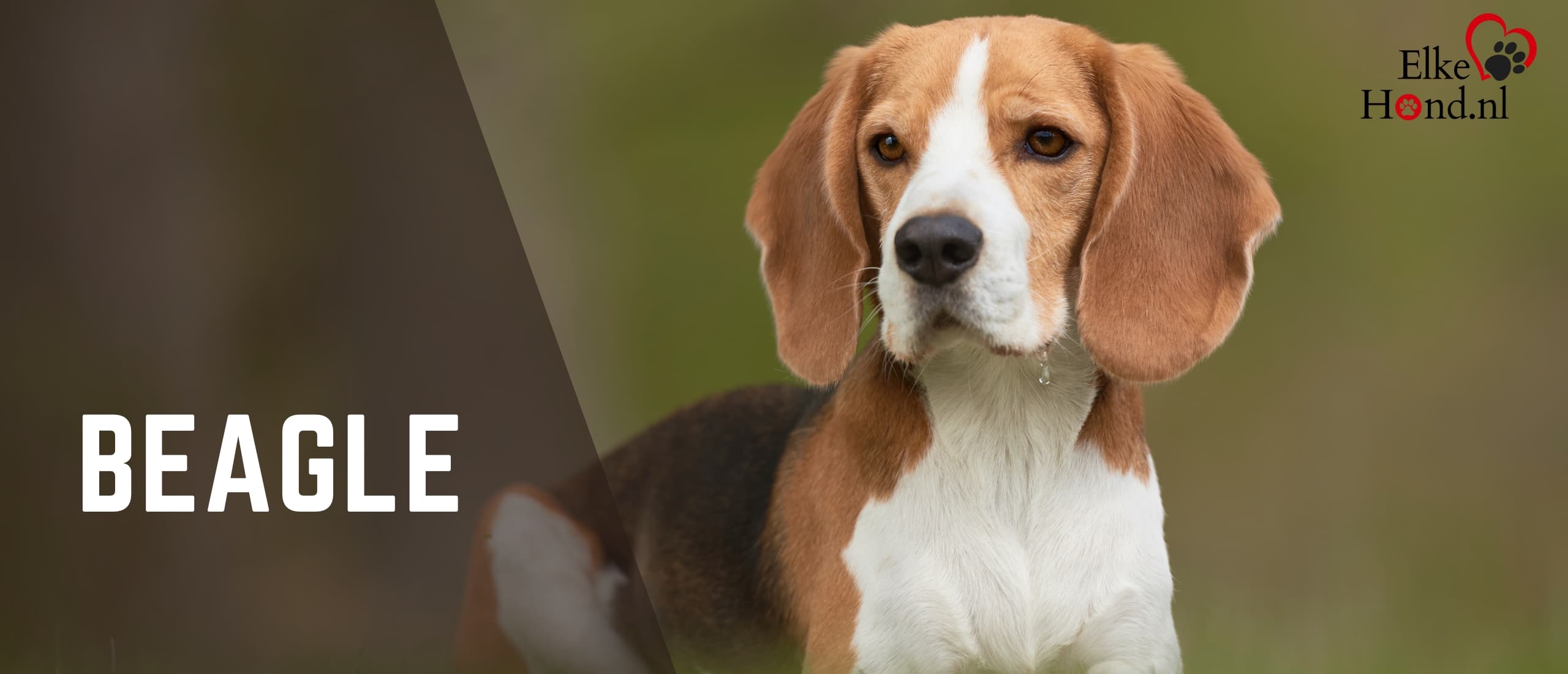 De Beagle, een echte jager met een vriendelijk karakter