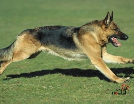 Duitse herders zijn grote sterke honden.