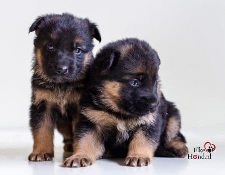 2 schattige Duitse herder pups.