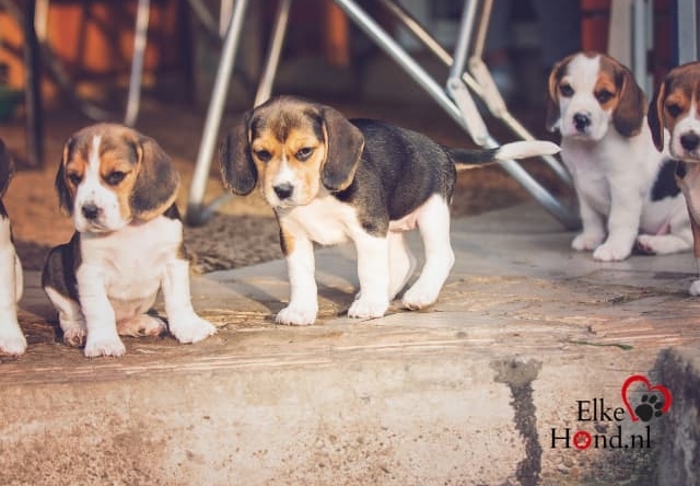 4 kleine, kleine puppy Beagles.