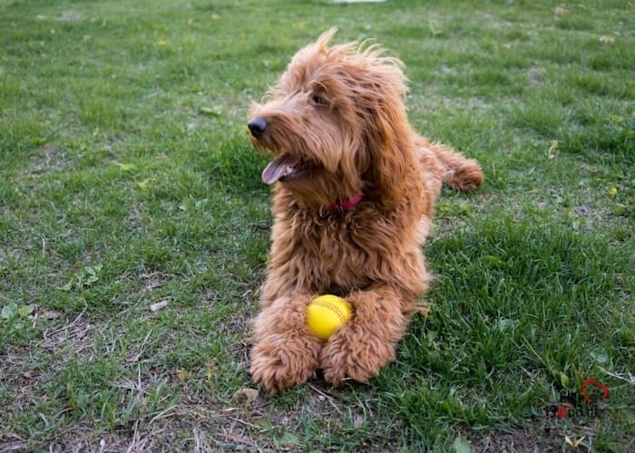 Labradoodle houdt van spelen met een tennisbal.