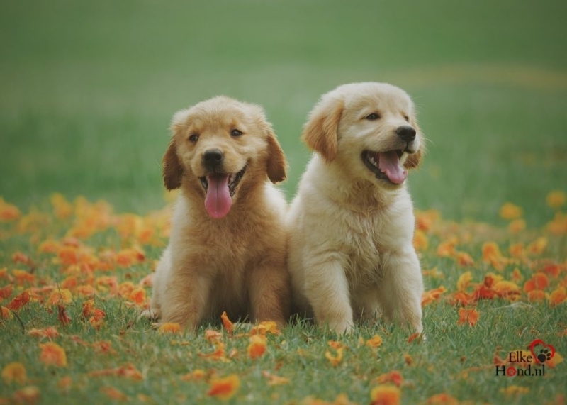 Twee lieve schattige Labrador puppy's in het veld.