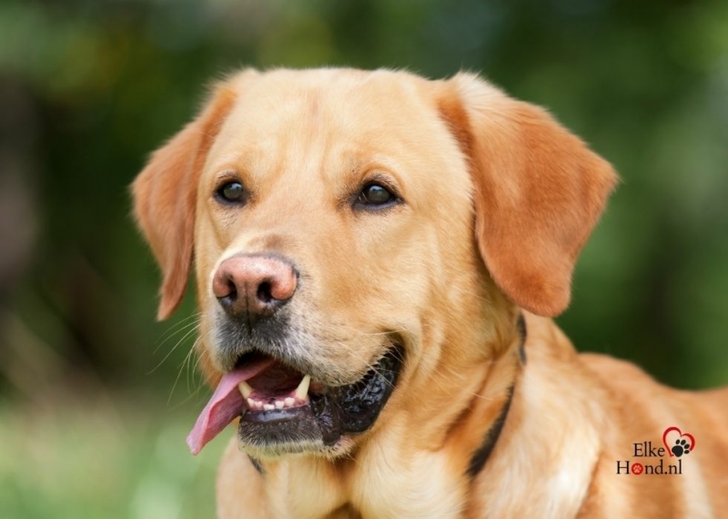 Vrolijke Labrador kijkt om zich heen met zijn tong uit de mond.