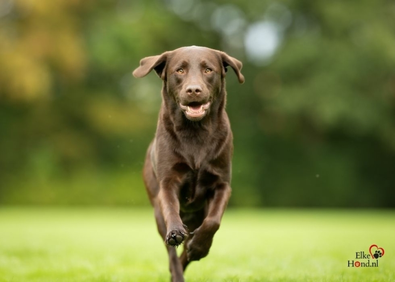Bruine Labrador is lekker aan het rennen.