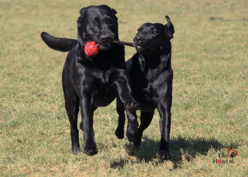 Twee zwarte Labradors zijn aan het spelen met een bal en een tak.