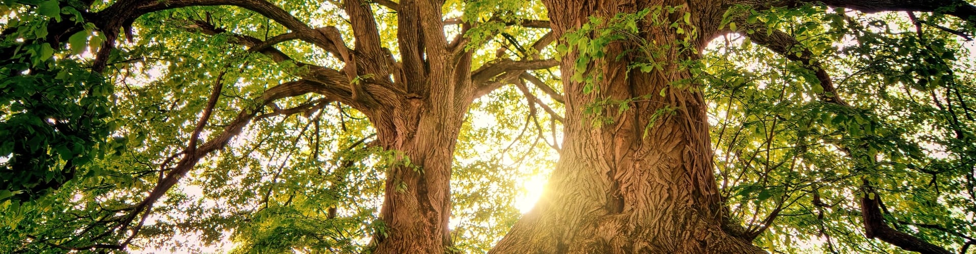 energetisch-huis-bussum-bomen