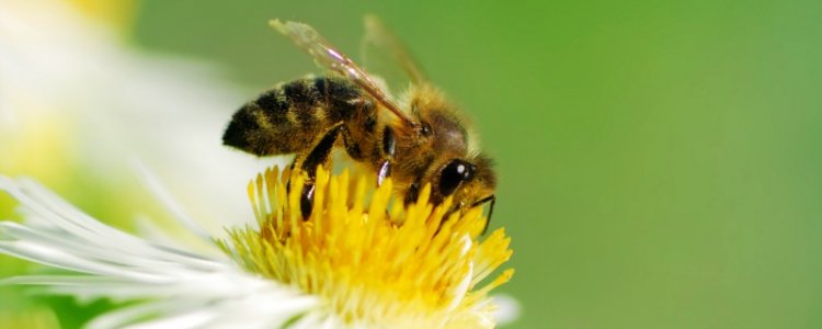 Is hooikoorts echt zo makkelijk te verhelpen met bijenpollen?