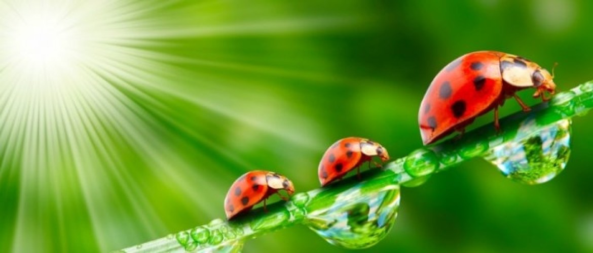 Biologische klok; ongekend belangrijk voor een hoog energieniveau