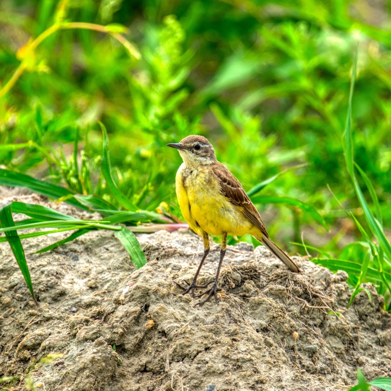Engelbracht Videografie, Natuurfotografie, Vogelfotografie