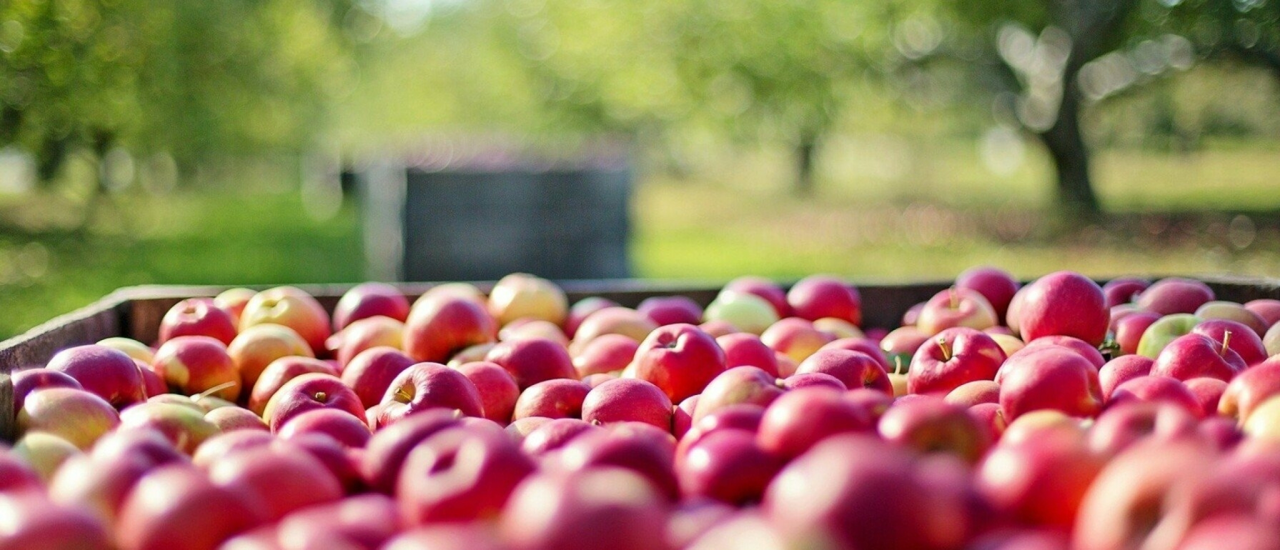Appels