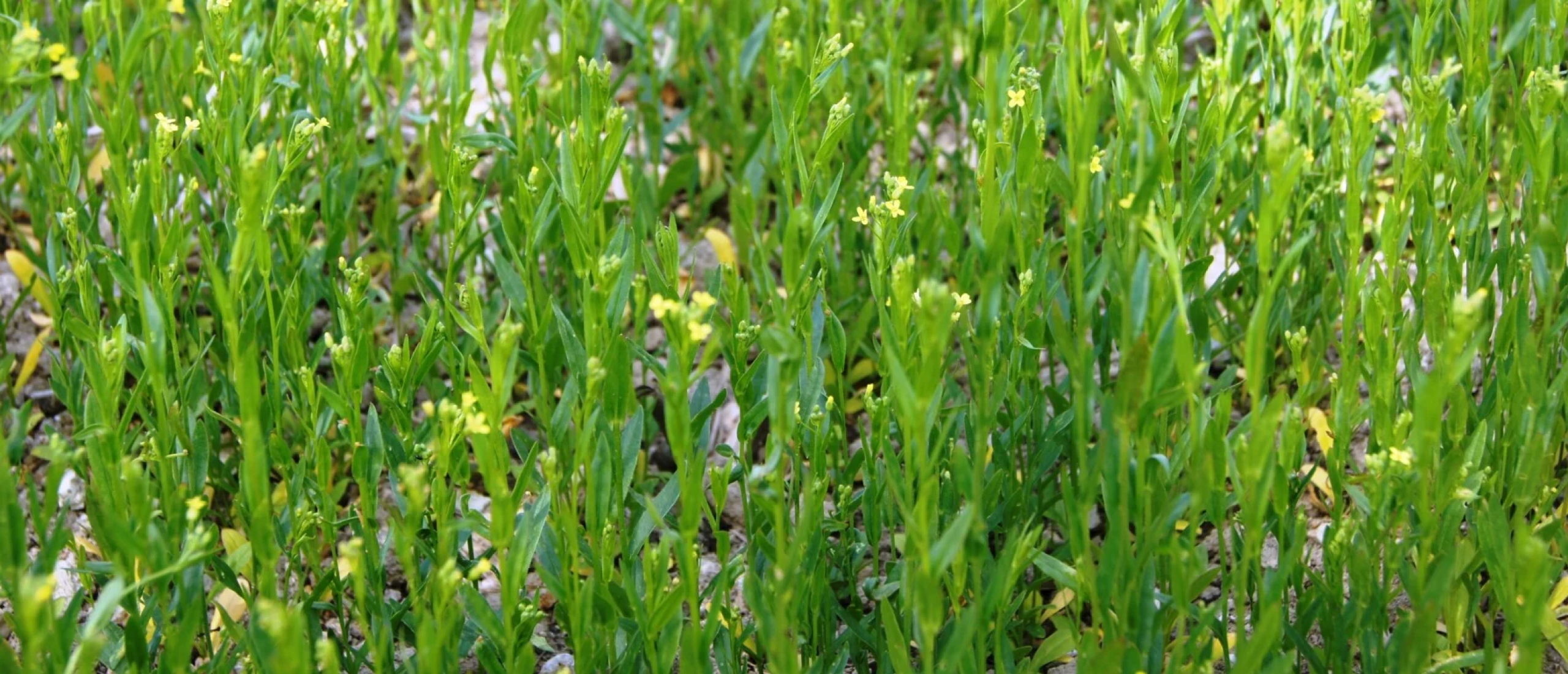 Camelina Camelina
