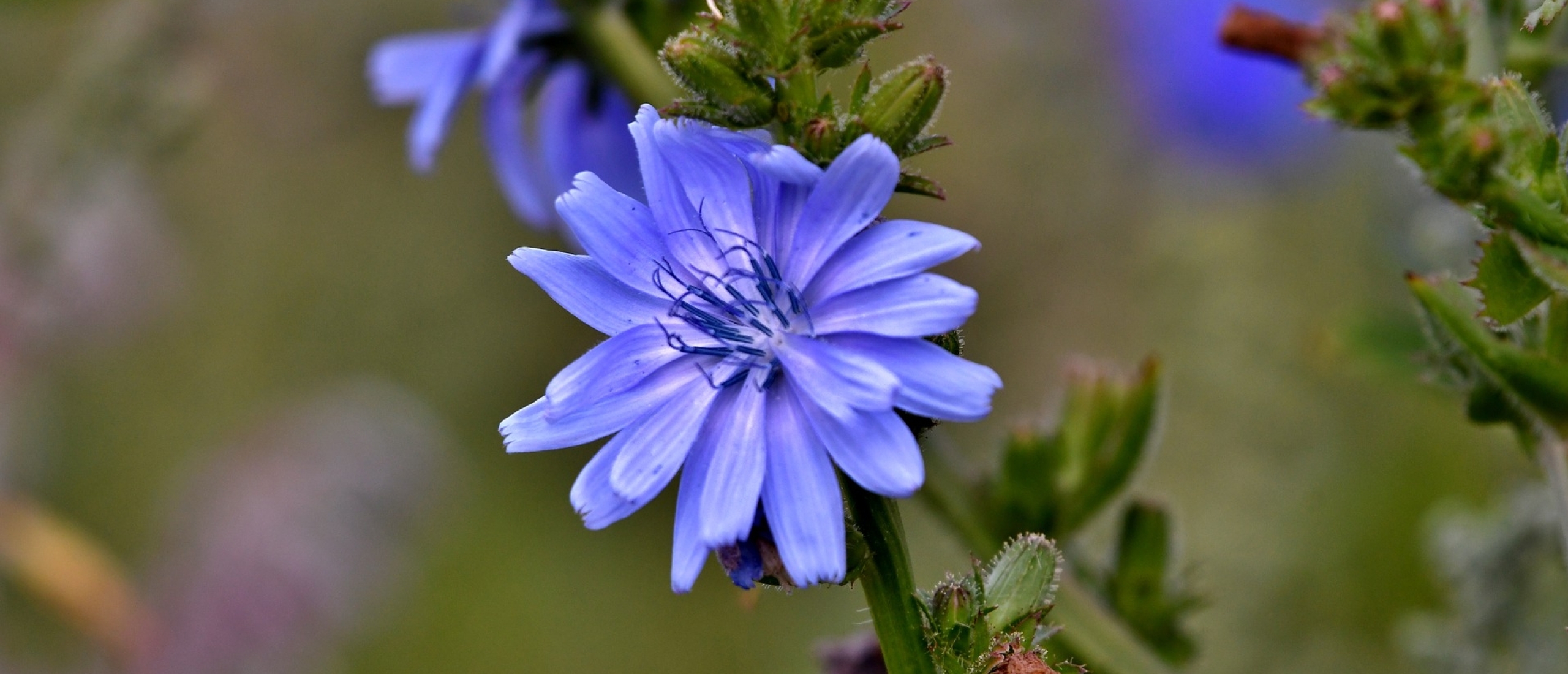 Cichoreibloemen Cichoreibloemen