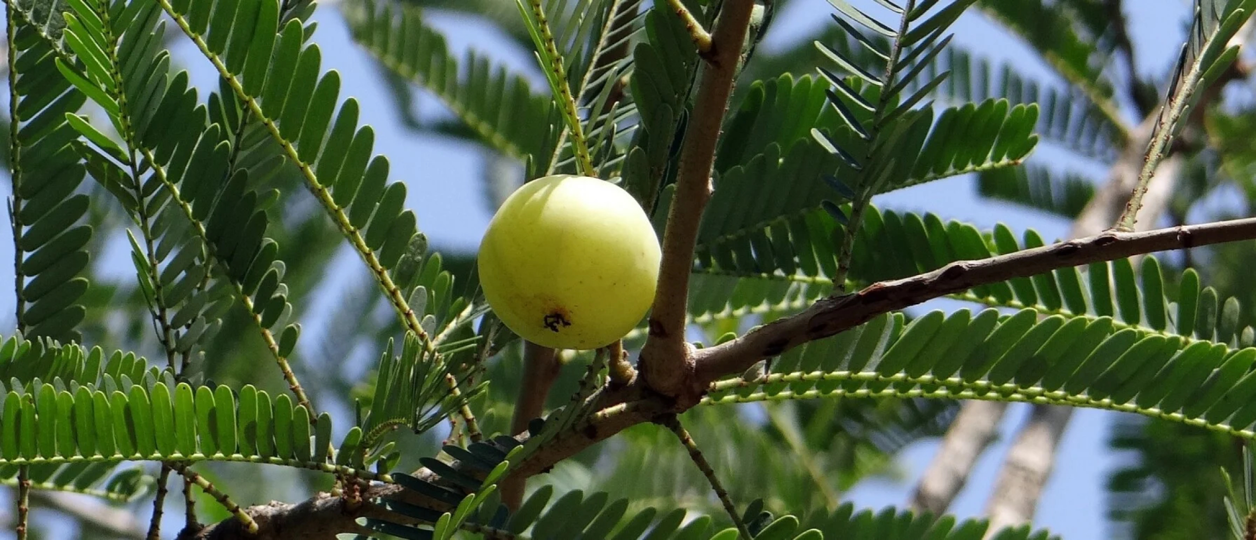 Emblica