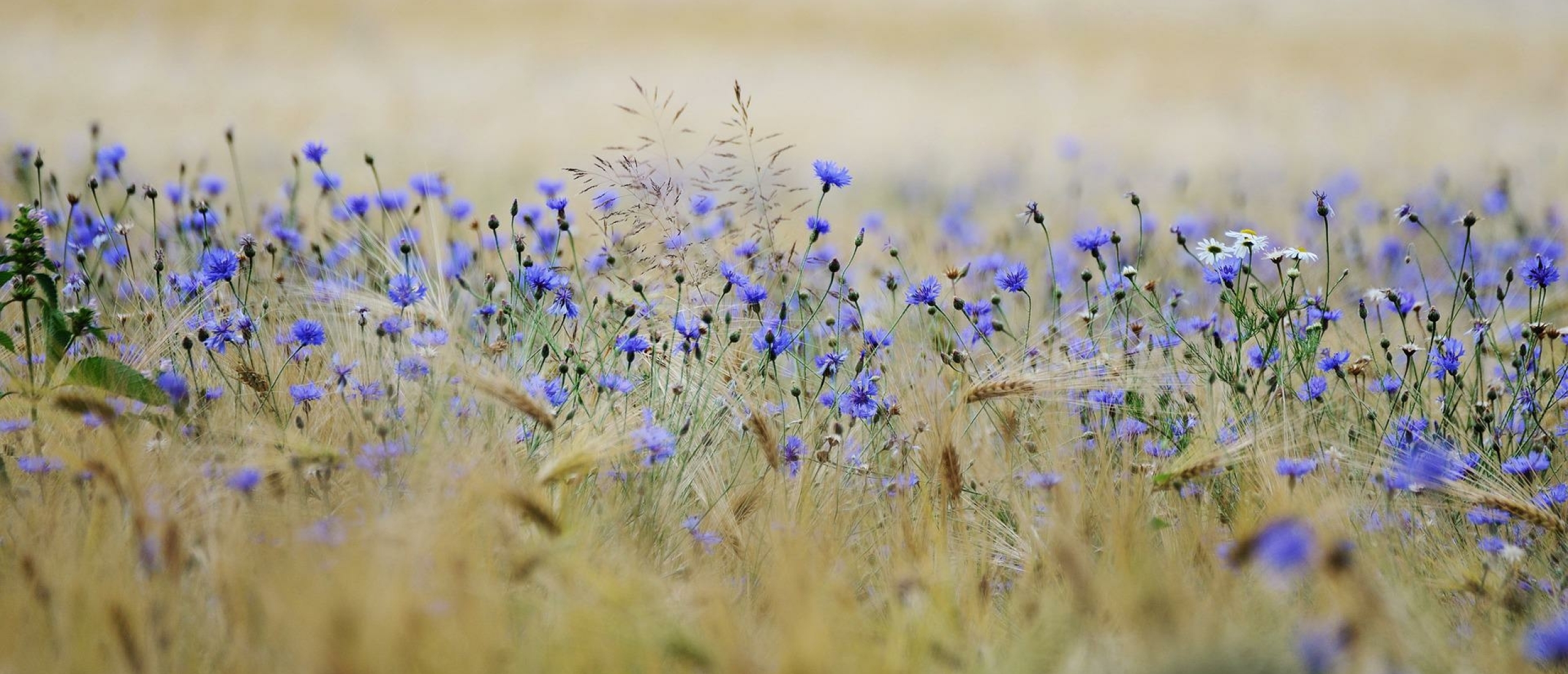 Korenbloemen Korenbloemen