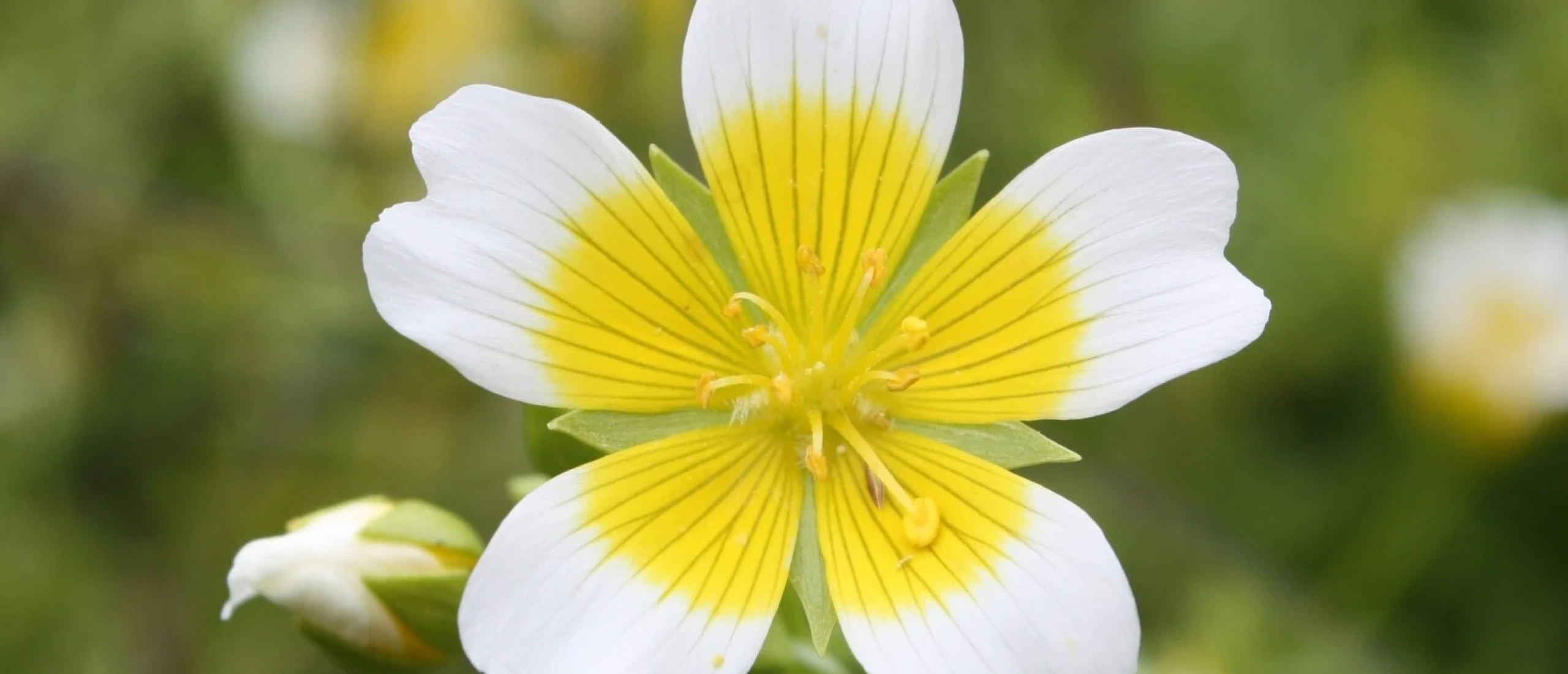 Meadowfoam