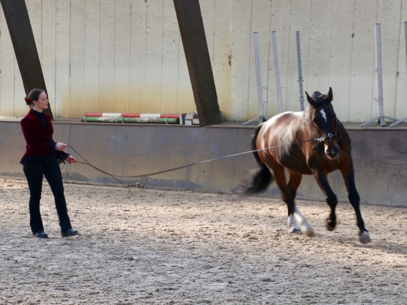 Longeren aan de enkele lijn Claudia Wolters Equilibrio
