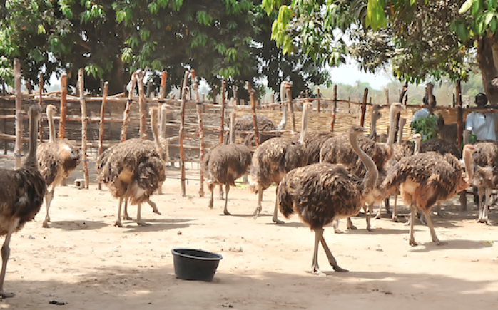 struisvogels autruches ostriches in Senegal Africa