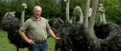 Struisvogels zijn ook antistressvogels - teambuilding