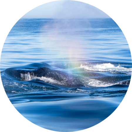Eva storm Whale meditation