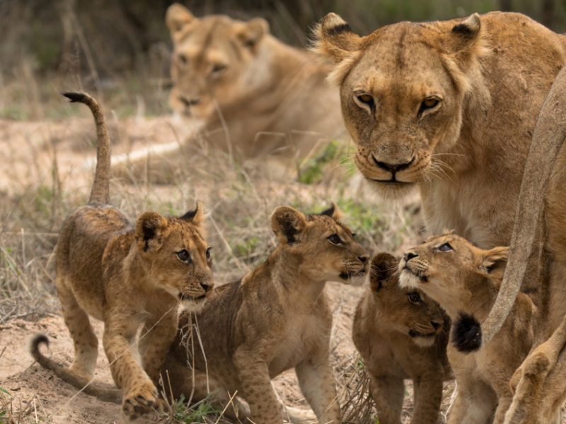 Kapama Game Reserve - Luxe Safari Zuid-Afrika