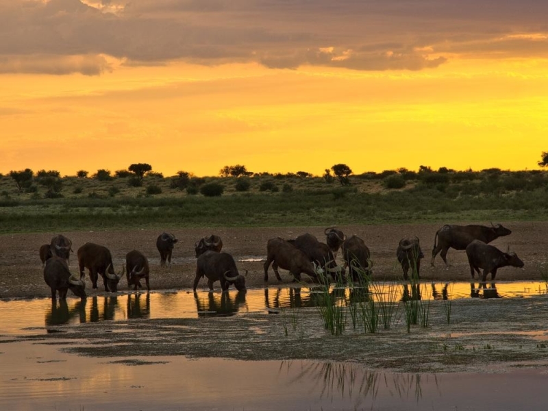 Tswalu Kalahari Game Reserve - Luxe Safari Zuid-Afrika