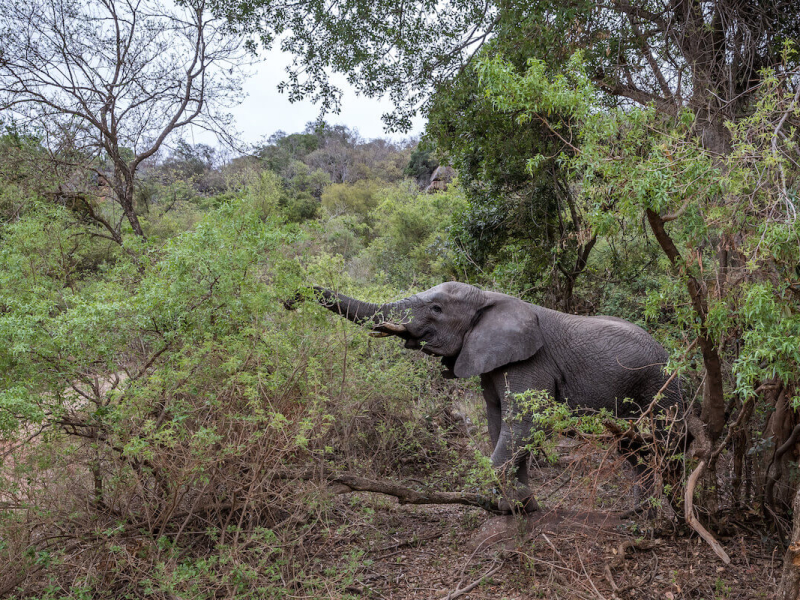 Entabeni Game Reserve - Luxe Safari Zuid-Afrika