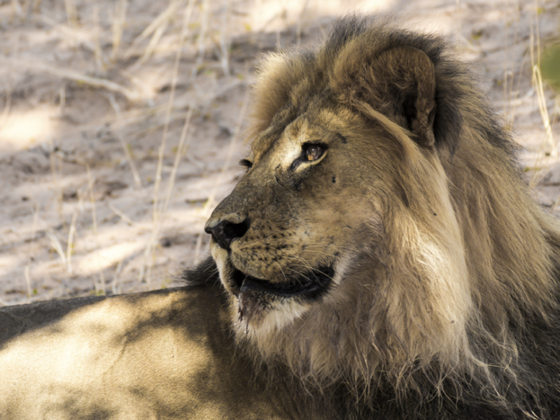 Kgalagadi Transfontier Park - Luxe Safari Zuid-Afrika