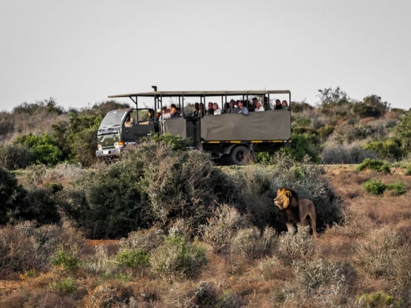 Addo Elephant National Park - Luxe Safari Zuid-Afrika