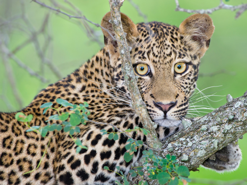 Kapama Game Reserve - Luxe Safari Zuid-Afrika
