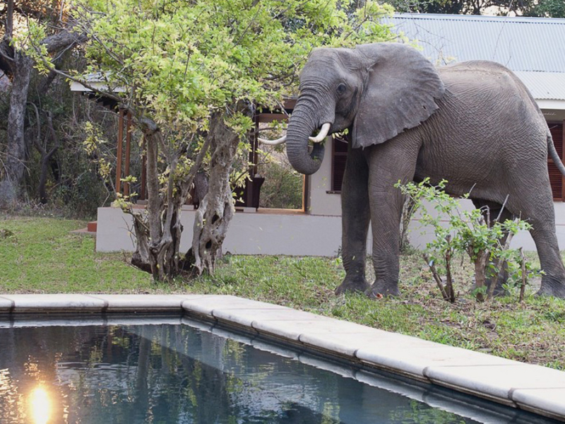 bains-river-camp-safari-lodge-zambia-olifant-zwembad