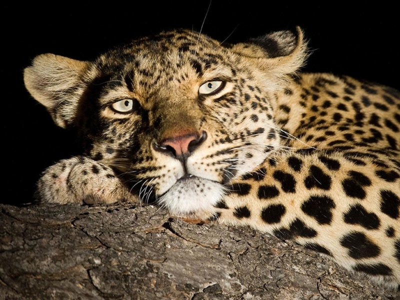 Manyeleti Game Reserve - Luxe Safari in Zuid-Afrika