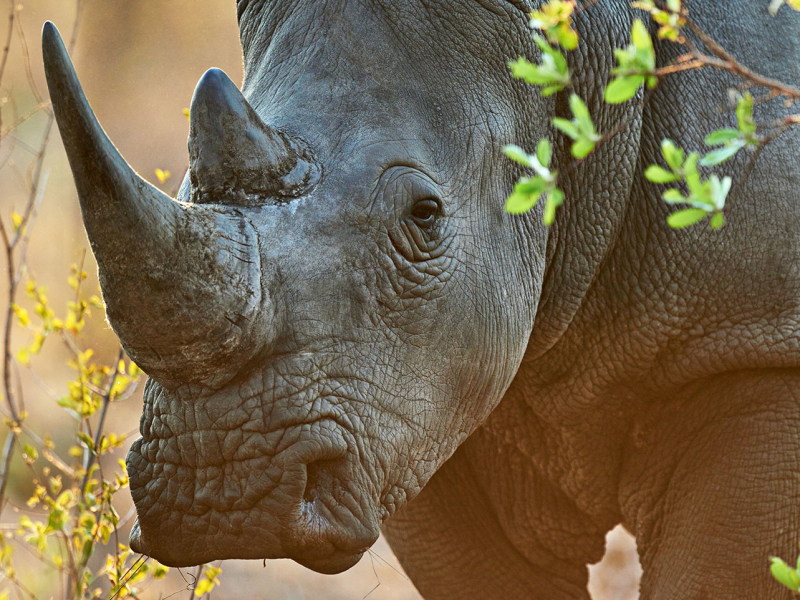 Entabeni Game Reserve - Luxe Safari Zuid-Afrika