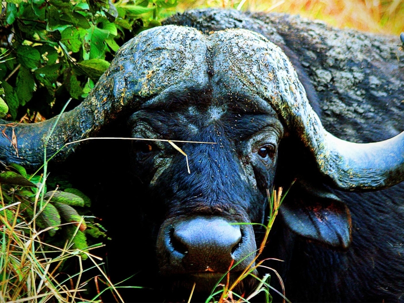 buffalo-south-africa-big-five-manyeleti.