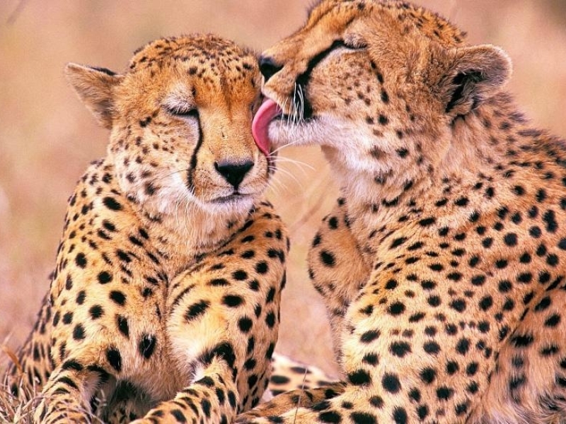 Phinda Game Reserve - Luxe Safari Zuid-Afrika