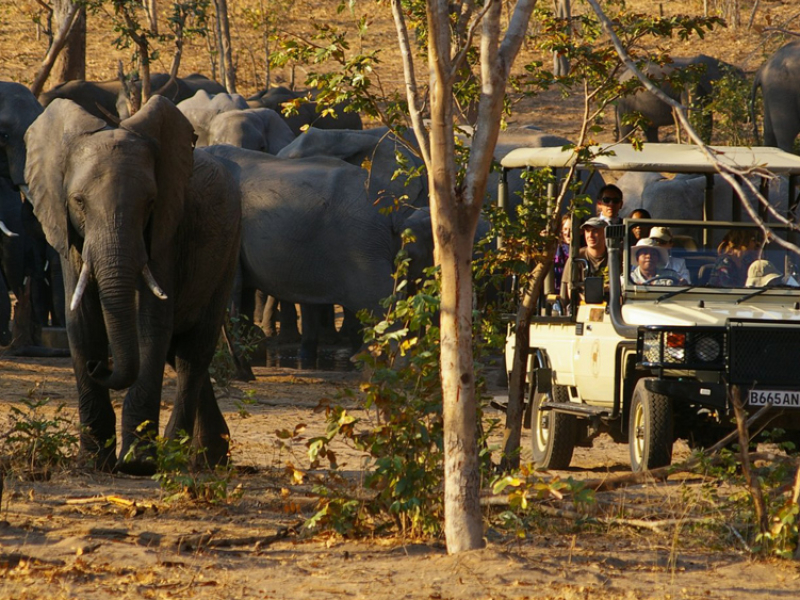 chobe-game-lodge-botswana-olifanten