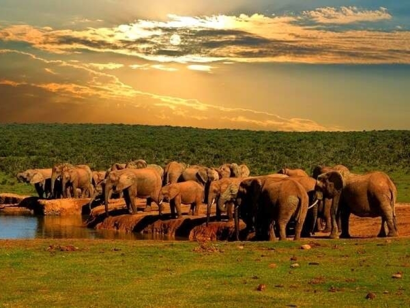 Addo Elephant National Park - Luxe Safari Zuid-Afrika