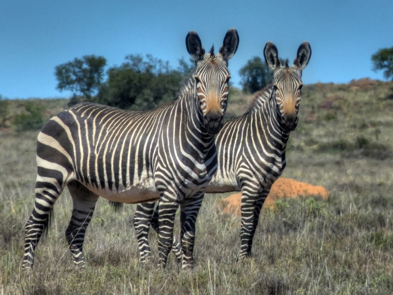 Kgalagadi Transfontier Park - Luxe Safari Zuid-Afrika