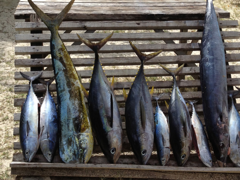 denis-private-island-seychellen-vissen