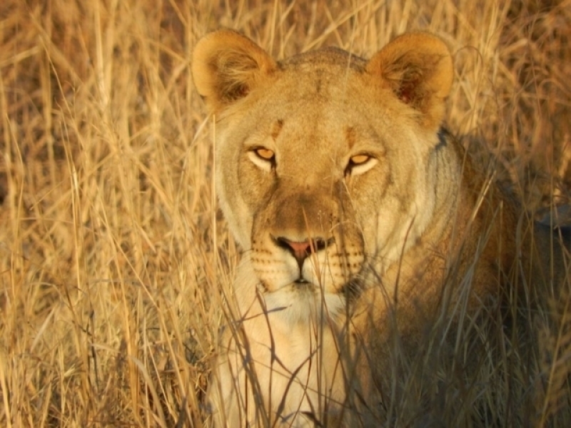 Ngala Game Reserve - Luxe Safari Zuid-Afrika