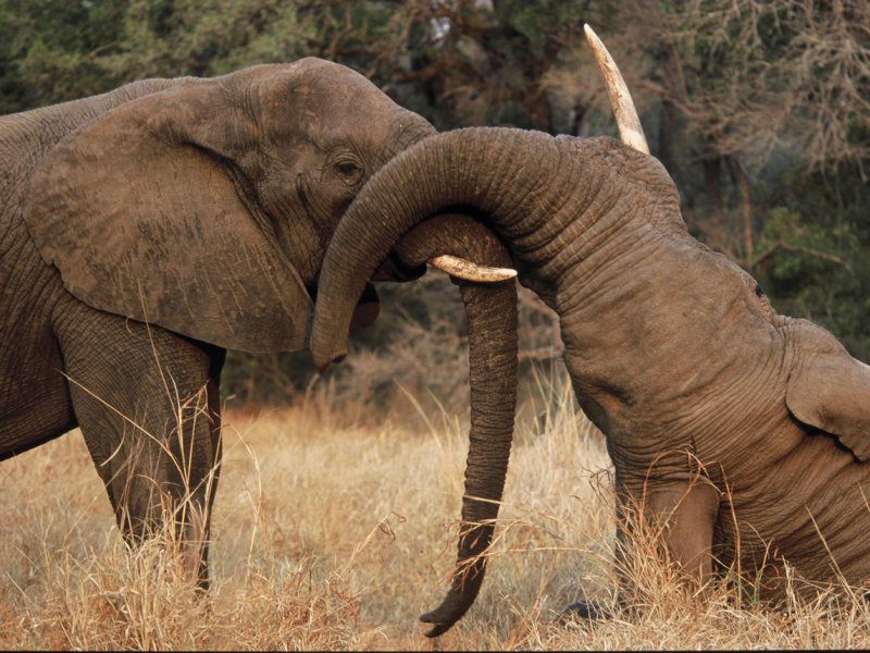 dulini-lodge-safari-krugerpark-sabi-sand-olifanten