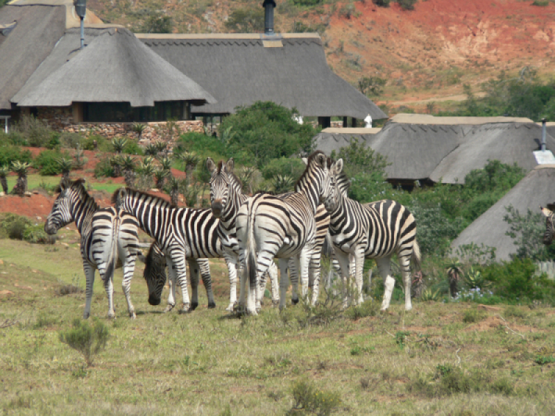 Pumba Game Reserve - Luxe Safari Zuid-Afrika