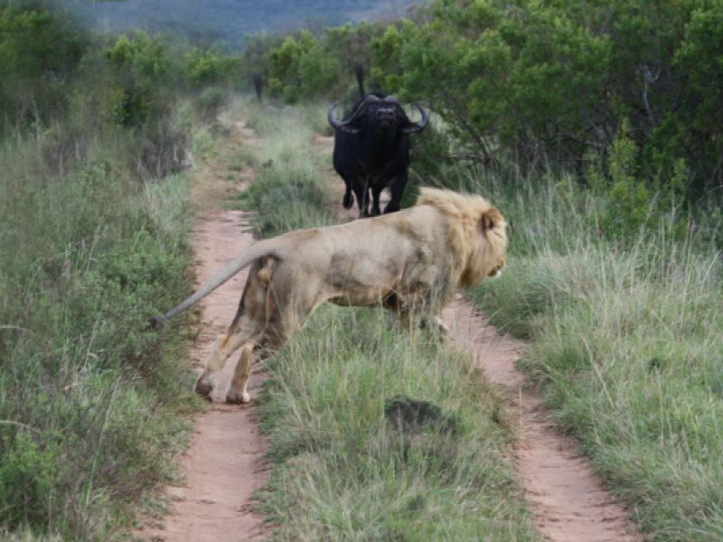 Pumba Game Reserve - Luxe Safari Zuid-Afrika